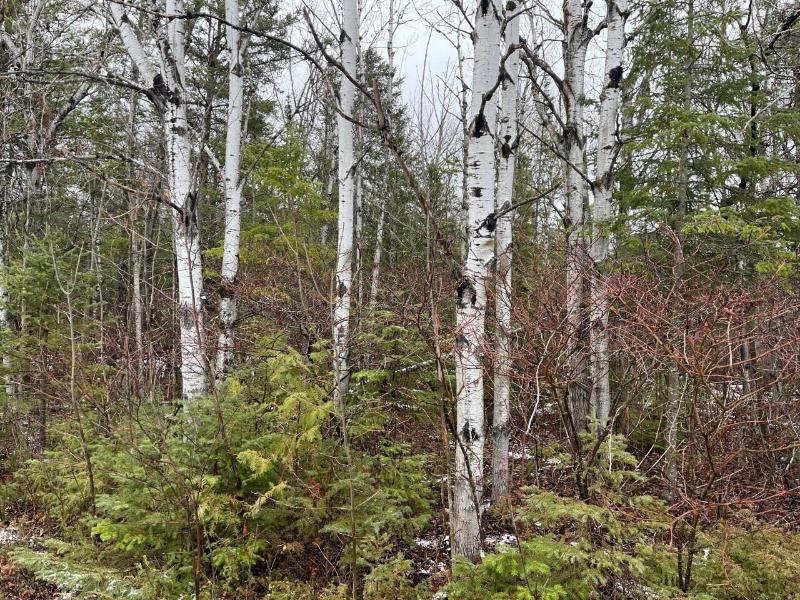 Listing Photo for LOT 256 Pineview Drive
