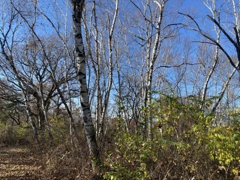 40 +/- ACRES Plank Road Highland, WI 53543